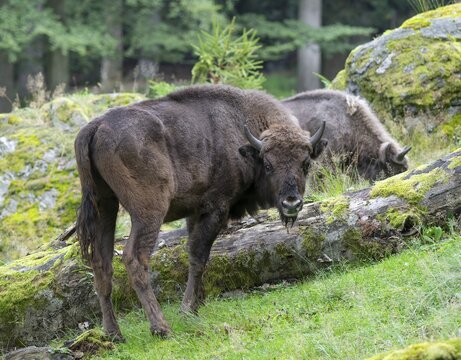 European bison (Bison bonasus) young animal in near-natural habitat, captive, Germany