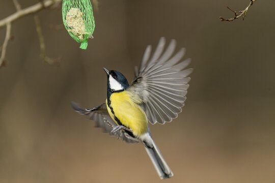 Great tit (Parus major) flies at a titmouse dumpling, wildlife, Germany