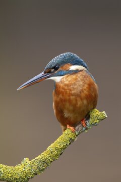 Common kingfisher (Alcedo atthis) adult female bird on a tree branch, England, United Kingdom