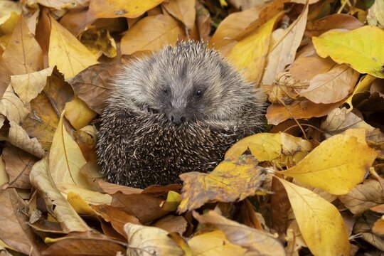 European hedgehog (Erinaceus europaeus) adult animal curled in a ball for hibernation on fallen autumn leaves in a garden, England, United Kingdom
