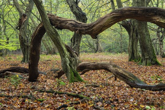 Old, gnarled trees in the Urwald Baumweg nature reserve in autumn, Emstek, Lower Saxony, Germany