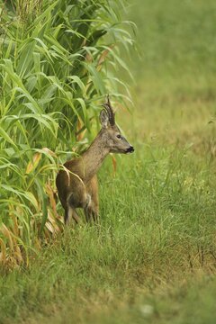 European roe deer (Capreolus capreolus) buck secured on maize field, Lower Austria, Austria
