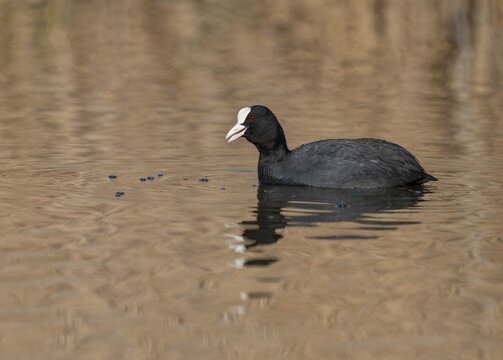 Common coot (Fulica atra), swimming on a pond, Thuringia, Germany
