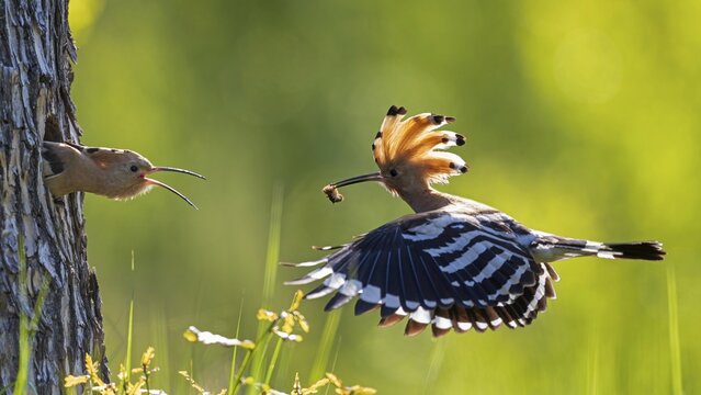 Hoopoe (Upupa epops) Bird of the Year 2022, male with food for his female, bridal gift, mating, courtship, begging for food, foraging, erected bonnet, pair, breeding cavity, sunrise, interaction, flying, approaching, wings, climate change, Middle Elbe Biosphere Reserve, Saxony-Anhalt, Germany