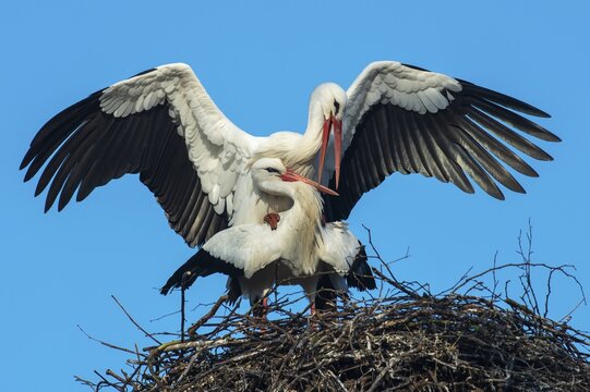White Stork (Ciconia ciconia) mating, white stork, Lake D&uuml;mmer, Lembruch, Lower Saxony, Germany