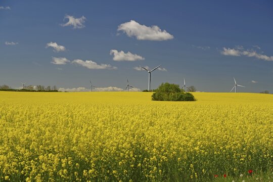 Endless rape fields, wind turbines and blue sky, spring, May, Langeland, Denmark
