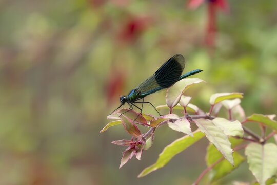 Banded demoiselle damselfly (Calopteryx splendens) adult male insect resting on a garden fuchsia flower in summer, England, United Kingdom