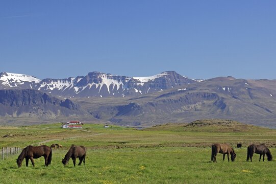 Icelandic horses in a vast landscape, high, snow-covered mountains, Snaefelsnes, Iceland