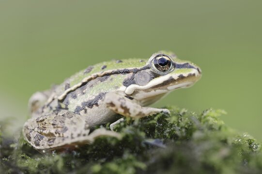 Small water frog (Pelophylax lessonae, Rana lessonae), North Rhine-Westphalia, Germany