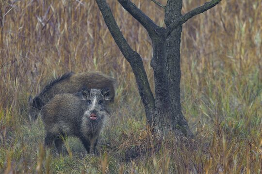 The coat colour of the wild boar (Sus scrofa) is usually dark brown to blackish, but other morphs also occur in a small percentage of cases, this boar has a striking pink nose, also known as a disc, Germany