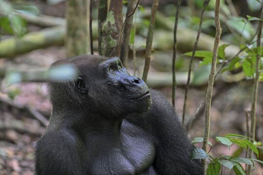 Western lowland gorilla (Gorilla gorilla gorilla), male animal, silverback, Loango National Park, Parc National de Loango, Ogoou&eacute;-Maritime Province, Gabon