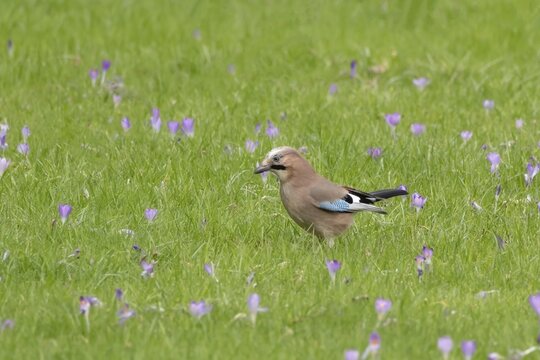 Eurasian jay (Garrulus glandarius) adult bird on a garden grass lawn with flowering Crocus flowers in the springtime, England, United Kingdom