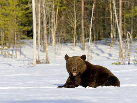 European brown bear (Ursus arctos) resting in the snow, forest edge, north-eastern Finland, Kuhmo region, Finland