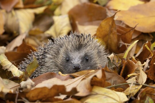 European hedgehog (Erinaceus europaeus) adult animal emerging from fallen autumn leaves, England, United Kingdom