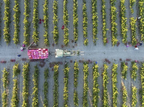 Vintage at the vineyard of the Bodega Gonz&aacute;lez Byass near the town of Jerez de la Frontera. Aerial view. Drone shot. C&aacute;diz province, Andalusia, Spain
