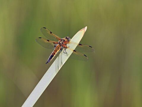 Four-spotted Chaser or Four-spotted Skimmer (Libellula quadrimaculata), perched on a blade