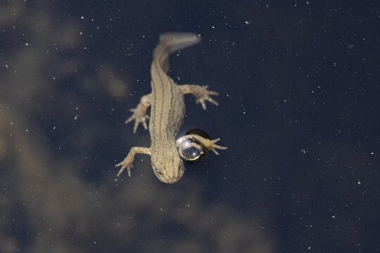 Smooth or Common newt (Lissotriton vulgaris) adult amphibian coming up to breath air on the water surface of a pond, England, United Kingdom
