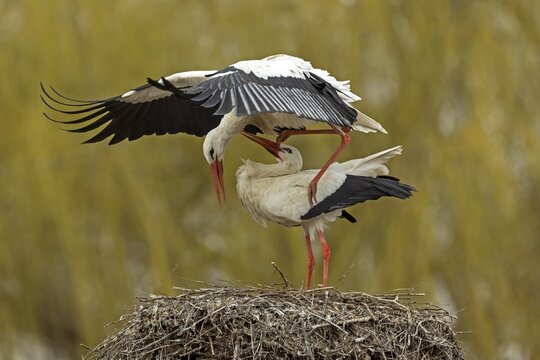 White stork (Ciconia ciconia) mating on the nest, Hesse, Germany