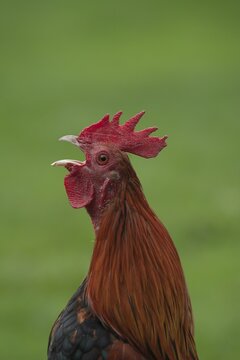 Cockerel (Gallus gallus) calling, animal portrait, Suffolk, England, United Kingdom