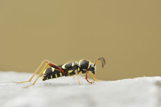 Real ram ram or wasp beetle (Clytus arietis), North Rhine-Westphalia, Germany