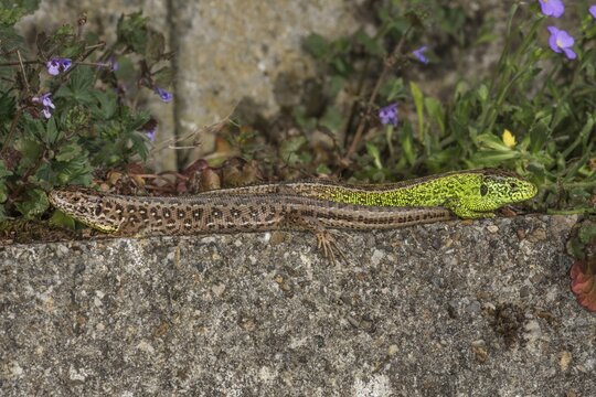A pair of sand lizards (Lacerta agilis) left female, right male lying on a wall, surrounded by small flowers, Baden-W&uuml;rttemberg, Germany