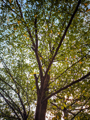 Fototapeta premium Lush Madagascar almond tree canopy against bright sky. 