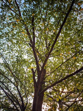 Lush Madagascar almond tree canopy against bright sky. 