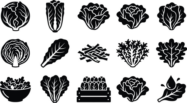 Fresh cabbage lettuce and leafy green vegetables solid glyph vector icon set on white background