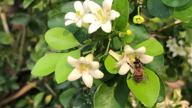 Honey bee visiting white citrus flowers in a green garden environment. Close footage of nectar collection, insect behavior, plant interaction, pollination, biodiversity, and the importance of bees