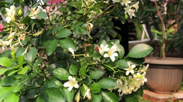 Honey bee collecting nectar from orange jasmine flowers in a tropical garden. Natural footage of insect pollination, floral interaction, green foliage, biodiversity, and peaceful ecosystem activity