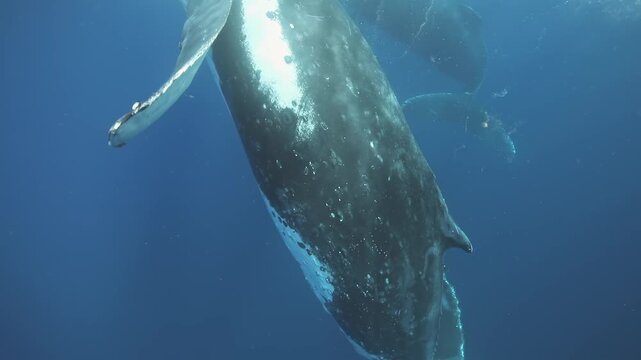 In mesmerizing slow motion, a humpback whale dances gracefully beneath the waves of the Pacific Ocean. Its enormous body cuts through the water, creating stunning ripples and bubbles in its wake.
