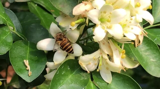 Close up honey bee collecting nectar on white orange jasmine flowers surrounded by green leaves. Nature footage showing pollination behavior, insect activity, botanical details