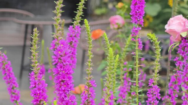 Vibrant Purple Loosestrife Flowers Blooming in Summer Garden.