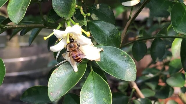 Close natural footage of honey bee landing on white orange jasmine flower. Captures insect behavior, floral interaction, pollen activity, and biodiversity in a peaceful green garden environment