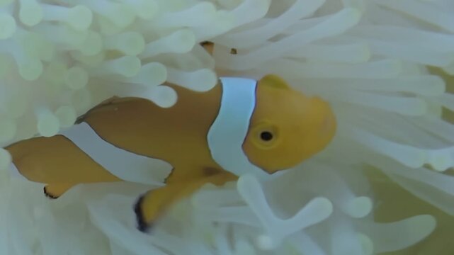 A vibrant Orange Clownfish wiggles and weaves gracefully through the feathery tentacles of its protective Anemone home near the ocean floor.