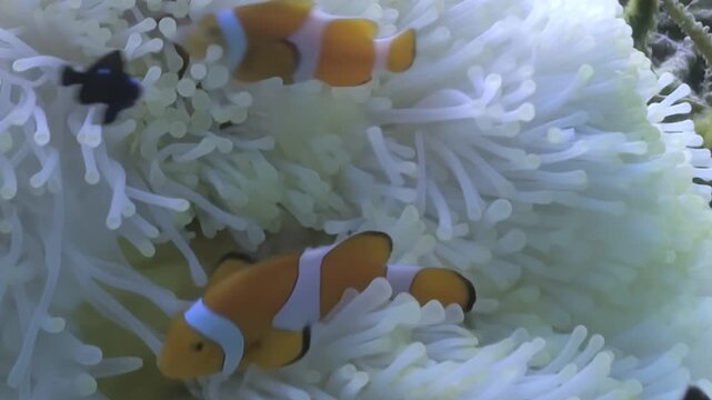 Vibrant Clownfish explore their home, weaving through the undulating tentacles of a magnificent white Anemone on a bright afternoon. Symbiotic partnership on display.
