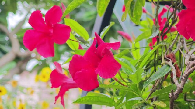 Vibrant Red Mandevilla Flowers Blooming in Garden.