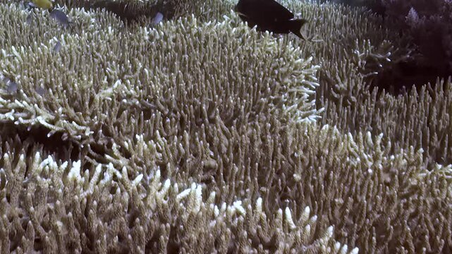 A magnificent underwater world comes alive as a school of shimmering small fish glides gracefully through intricate formations of hard coral.