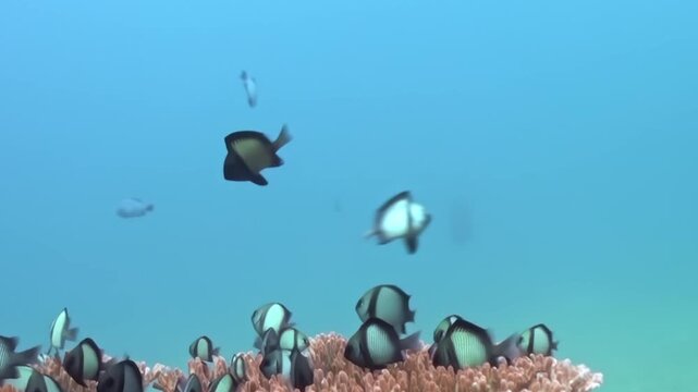 A mesmerizing assembly of black and white striped fish gracefully navigates an exquisite coral reef. The serene, sunlit ocean water provides a breathtaking aquatic haven.
