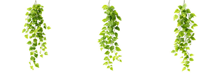 Obraz premium Set of Realistic plastic green artificial hanging leaves on transparent png background. Ai generated