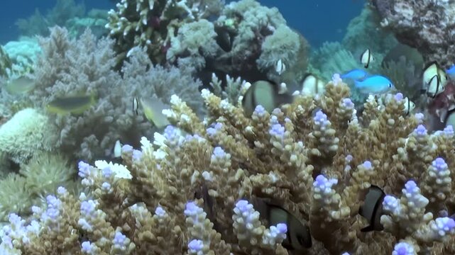 Discover dazzling activity of tropical coral reef at daytime. Striped damselfish and bright blue chromis flit and school among delicate, thriving coral formations, revealing vibrant ecosystem.