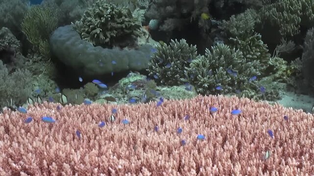 Electric blue fish shimmer and dart above a sprawling, rosy coral formation. This bustling marine sanctuary showcases diverse stony corals in a vibrant oceanic display during daylight hours.
