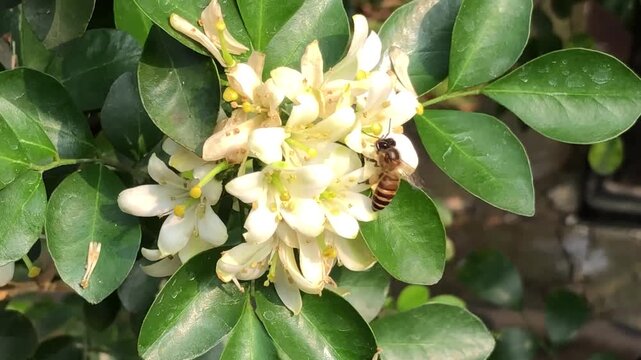 A honey bee lands on white kemuning flowers while searching for nectar in a natural garden. Detailed footage of insect behavior, floral interaction, pollination process, and tropical plant environment