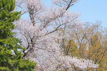 Naklejka premium 盛岡城跡公園