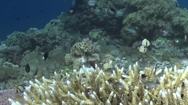 Witness a vibrant underwater ecosystem as countless small fish, including damselfish and butterflyfish, swim gracefully around magnificent Acropora coral formations on a sunlit tropical reef.