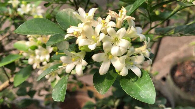 Beautiful white kemuning flowers blooming on green foliage in a tropical garden. Natural botanical footage showcasing delicate petals, ornamental plants, floral details, and peaceful outdoor scenery