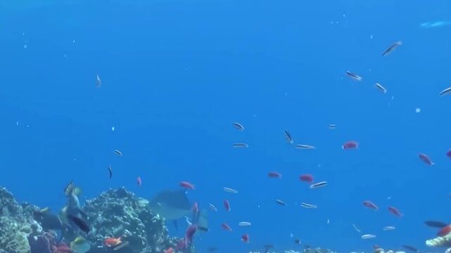 Vibrant fish, like shimmering silver, radiant red, and a distinctive yellow-finned triggerfish, gracefully navigate a stunning coral reef.