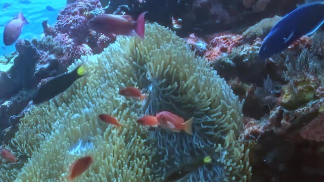 Underwater paradise unfolds as kaleidoscope of fish navigate intricate coral reef. Orange hued damsels dart near grand anemone, joined by other vivid species beneath clear blue ocean surface.