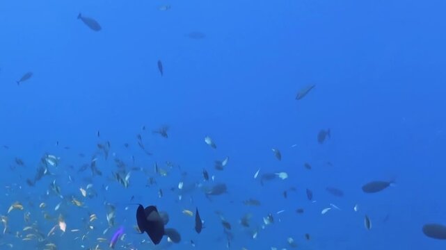 A magnificent school of small fish glides through the clear, deep blue ocean during daytime. Larger, darker fish join the graceful underwater movement, creating a serene marine display.