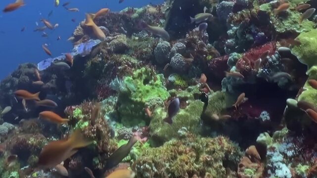 Sunlit blue waters reveal a wondrous coral garden. Countless small, bright fish flit and flutter among diverse coral formations, painting a vibrant portrait of life beneath the waves during the day.